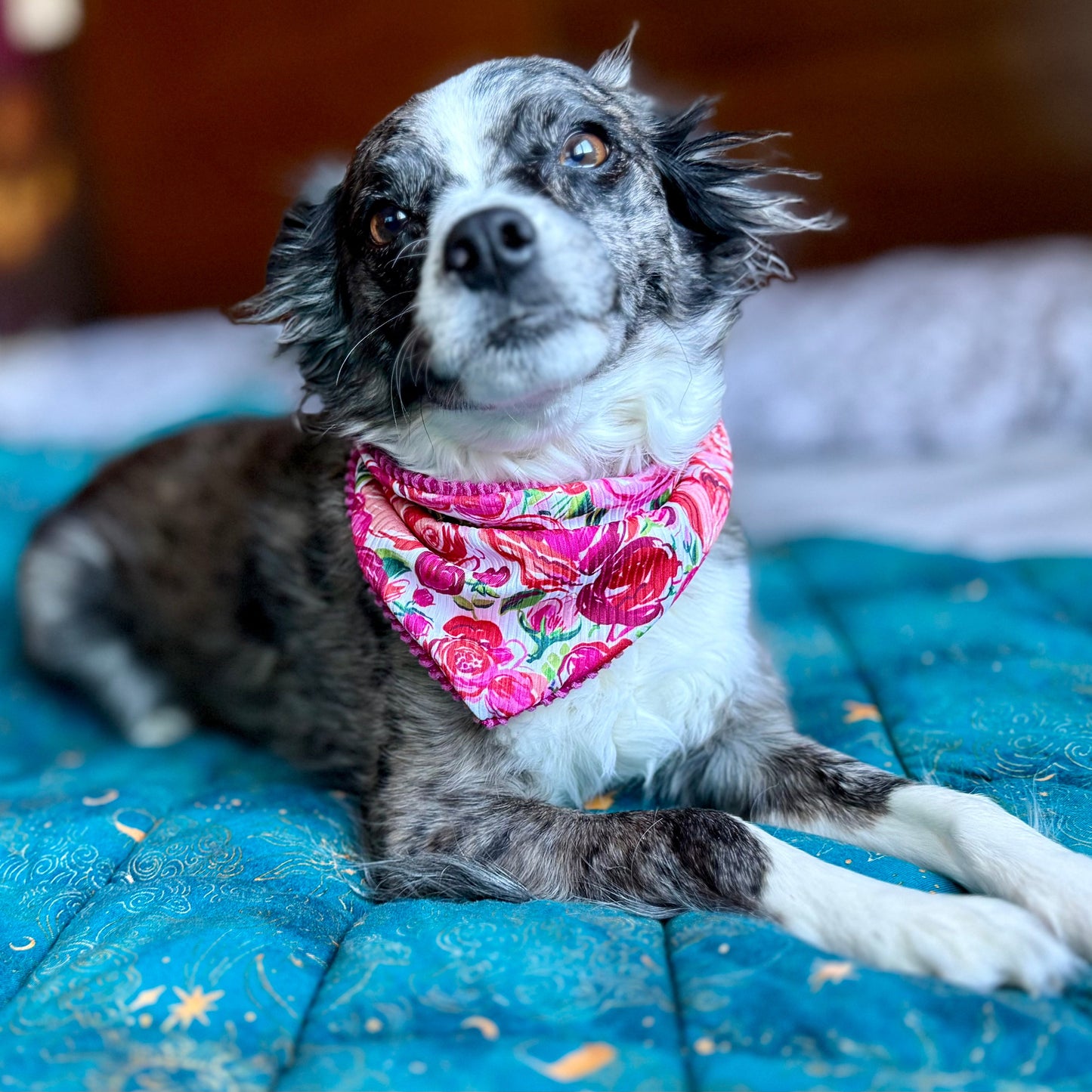 Pet Bandana